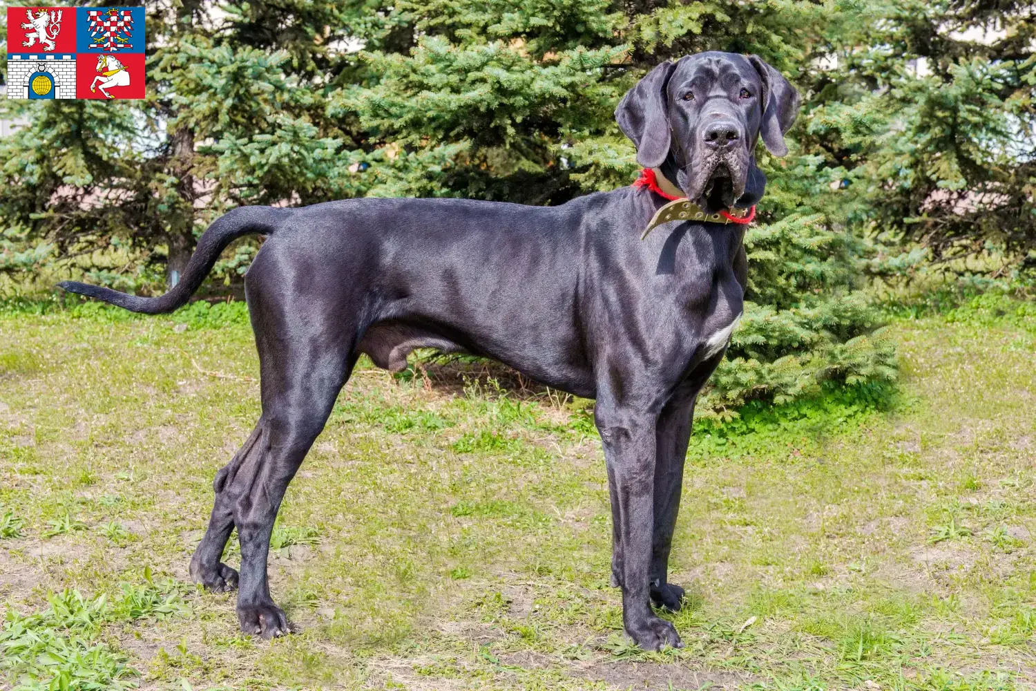 Read more about the article Great Dane breeder and puppies in Pardubice