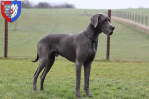 Read more about the article Great Dane breeders and puppies in Pays de la Loire