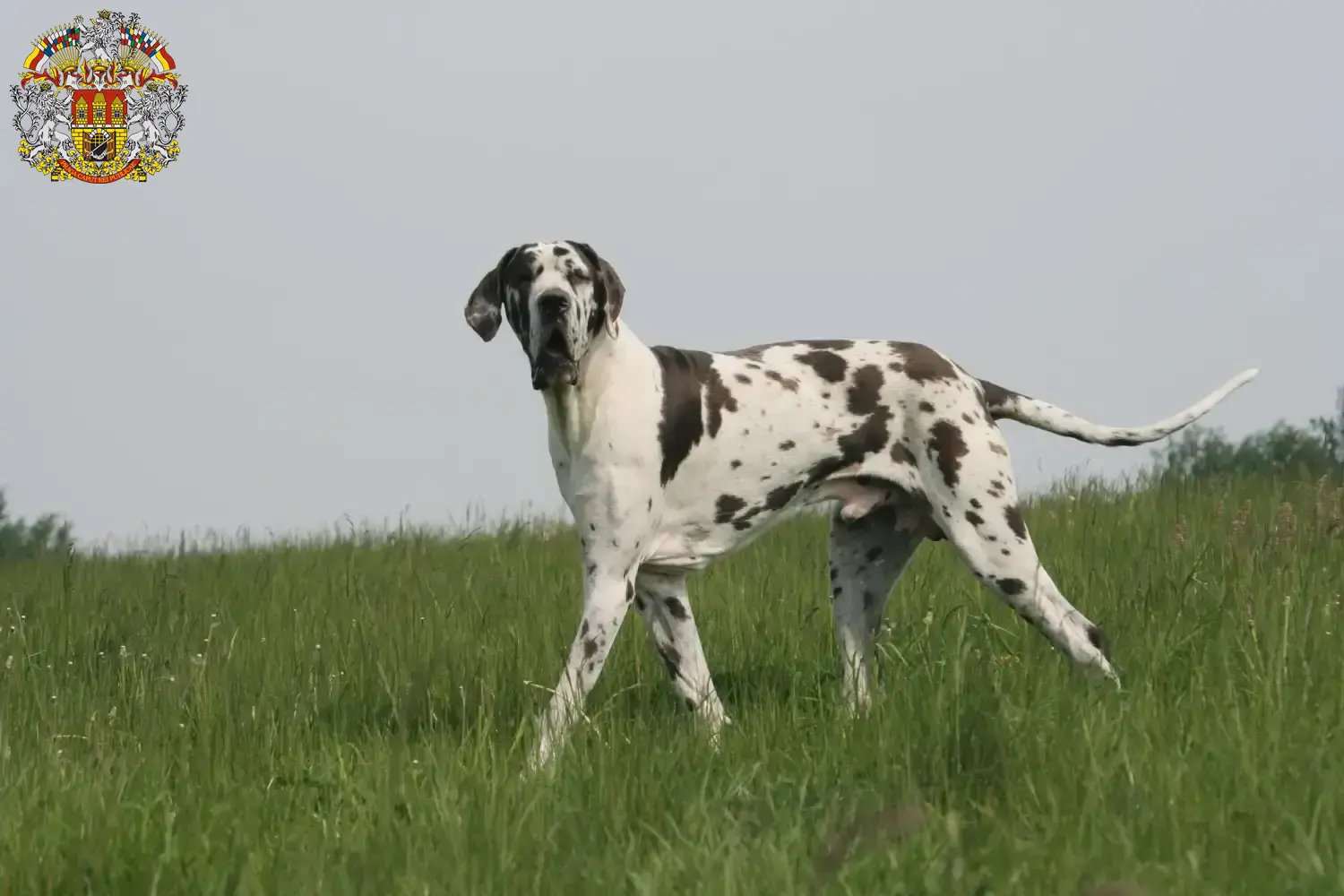 Read more about the article Great Dane breeder and puppies in Prague
