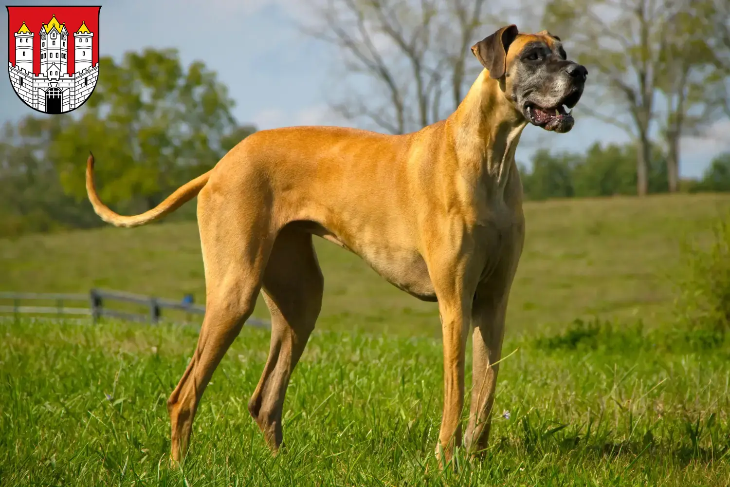 Read more about the article Great Dane breeders and puppies in Salzburg