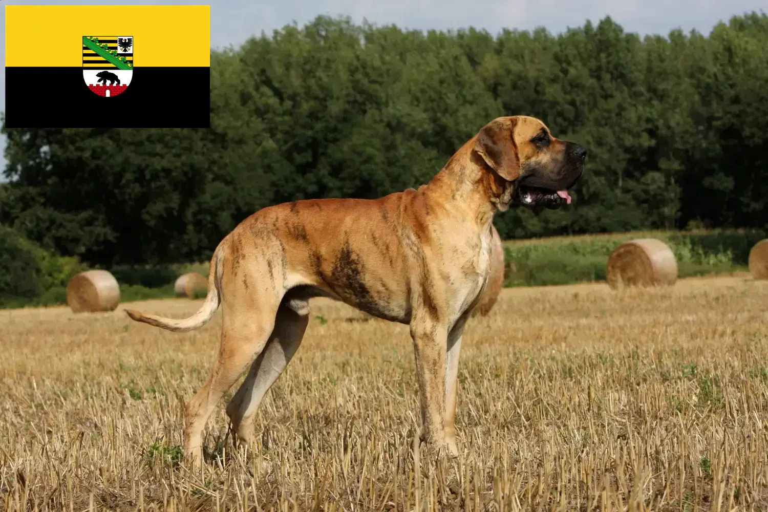 Read more about the article Great Dane breeders and puppies in Saxony-Anhalt