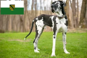 Read more about the article Great Dane breeders and puppies in Saxony