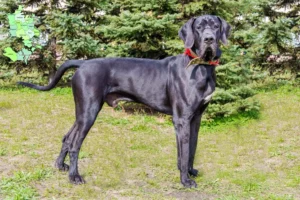 Read more about the article Great Dane breeders and puppies in Sjælland