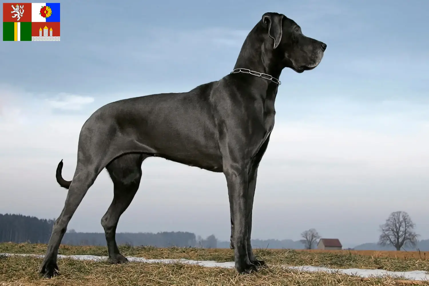 Read more about the article Great Dane breeders and puppies in South Bohemia
