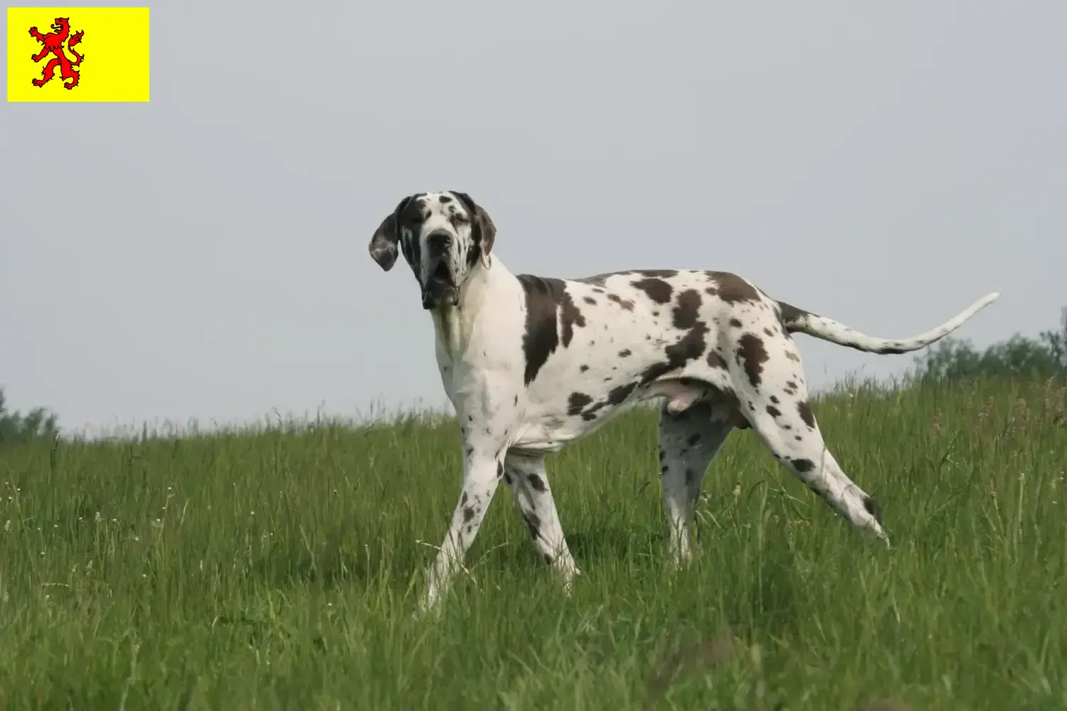 Read more about the article Great Dane breeders and puppies in South Holland