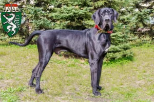 Read more about the article Great Dane breeders and puppies in Styria