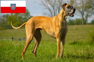 Read more about the article Great Dane breeders and puppies in Thuringia