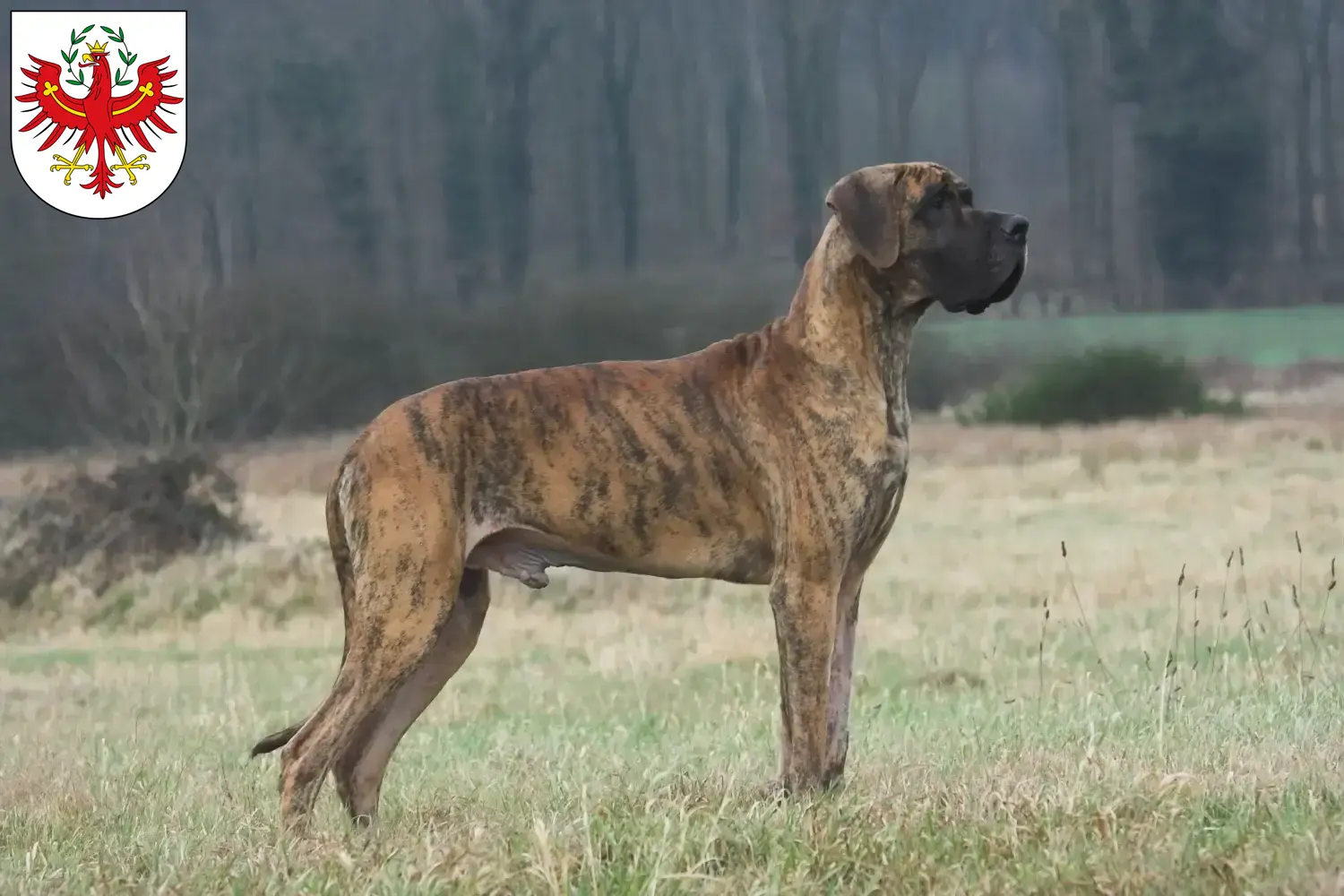 Read more about the article Great Dane breeders and puppies in Tyrol