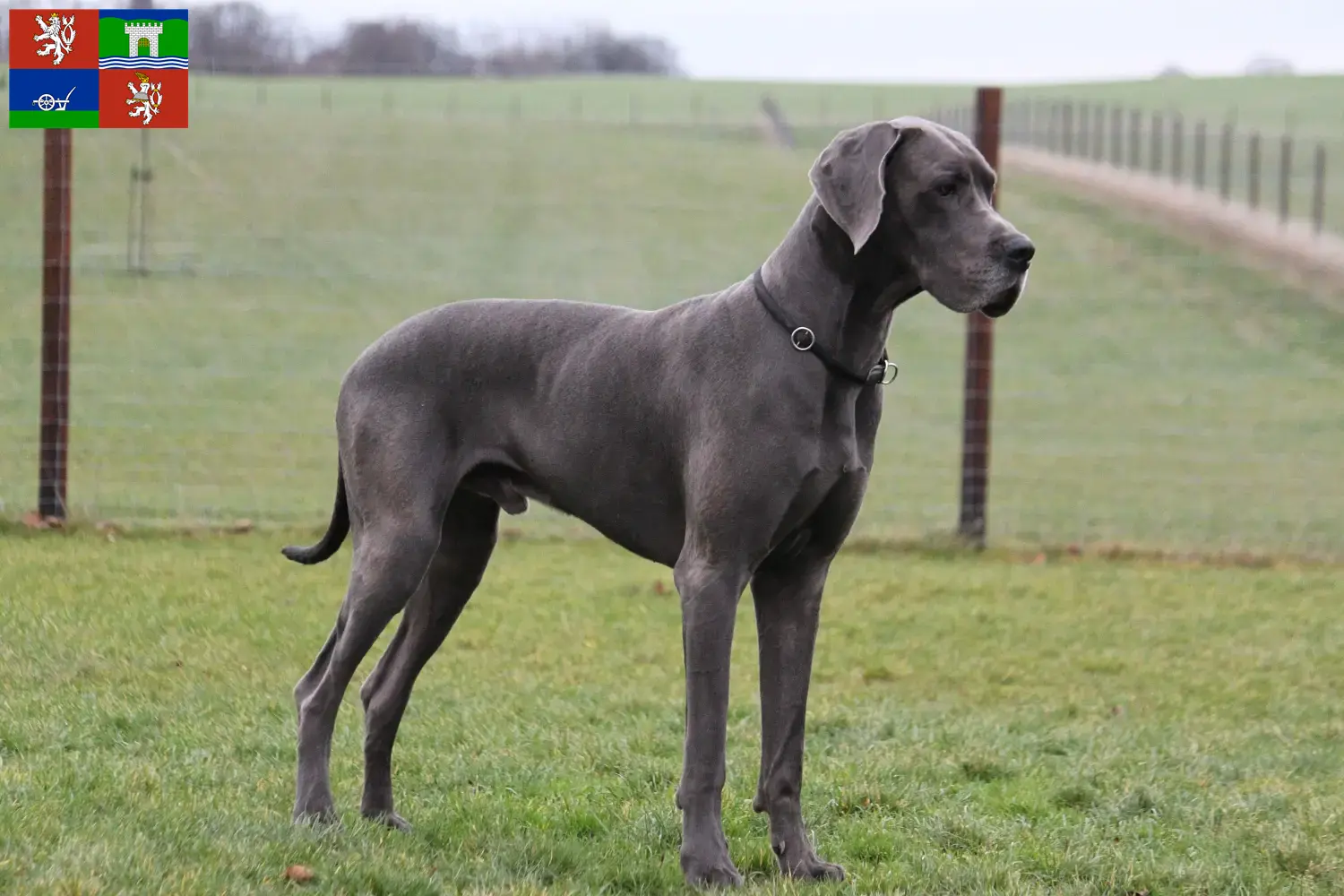 Read more about the article Great Dane breeders and puppies in Ústí