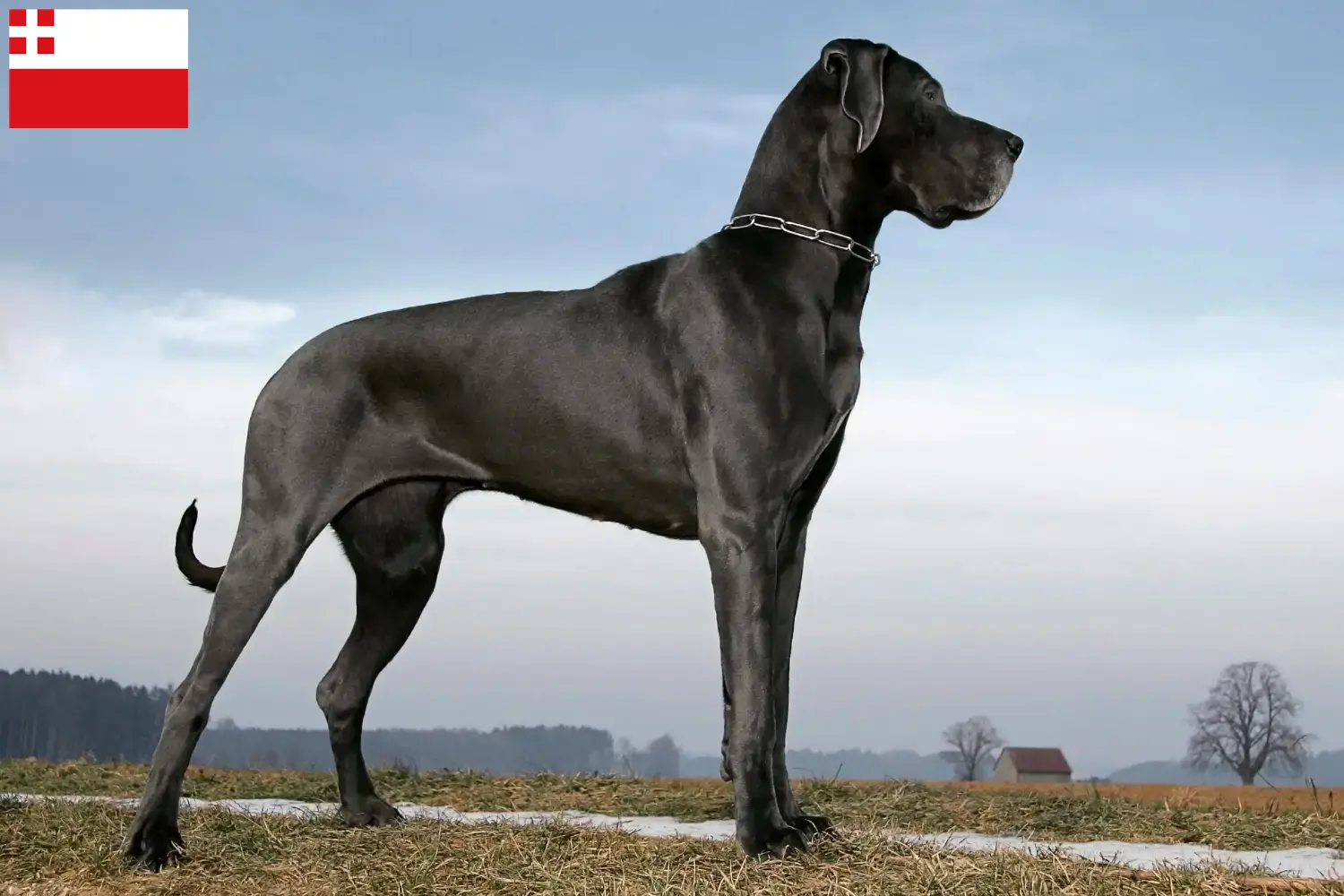 Read more about the article Great Dane breeder and puppies in Utrecht