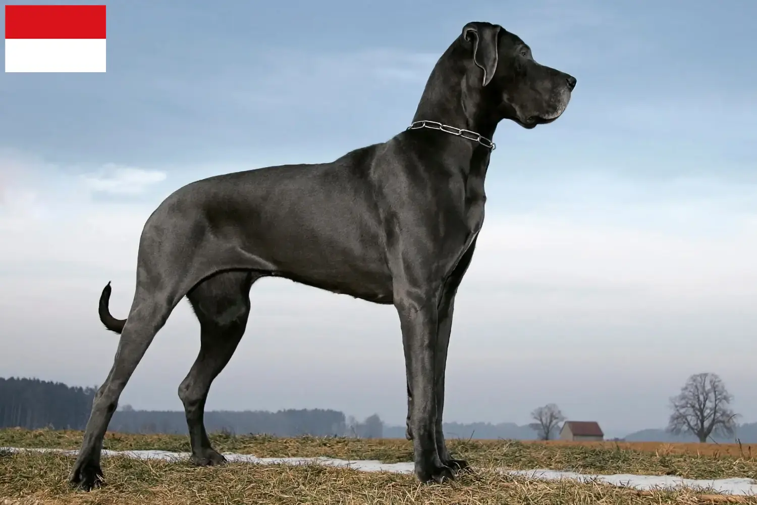 Read more about the article Great Dane breeders and puppies in Vienna