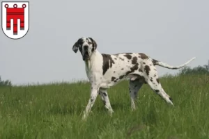 Read more about the article Great Dane breeders and puppies in Vorarlberg