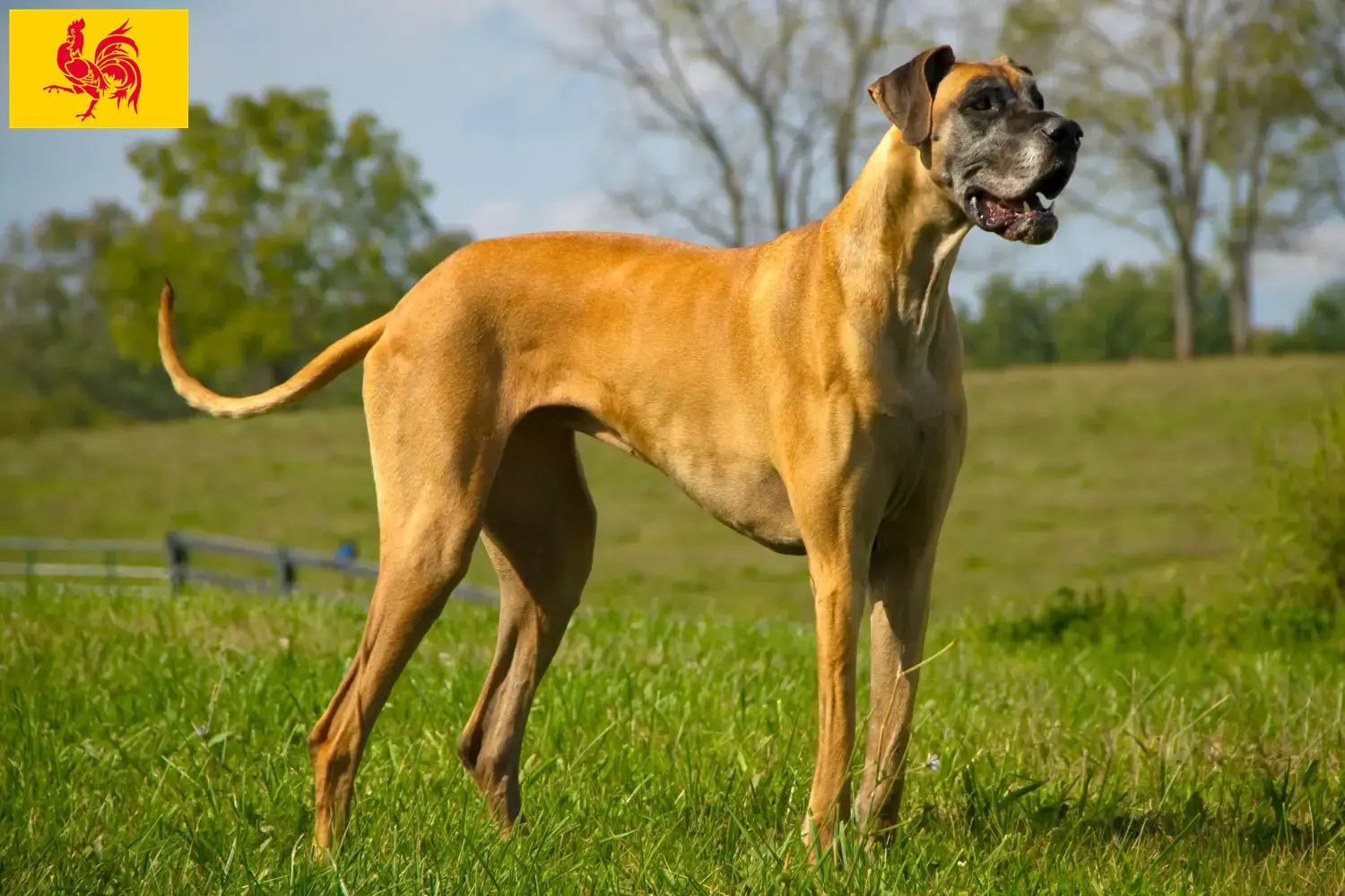 Read more about the article Great Dane breeders and puppies in Walloon Region