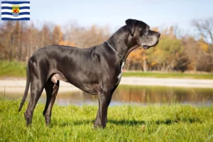 Read more about the article Great Dane breeders and puppies in Zeeland