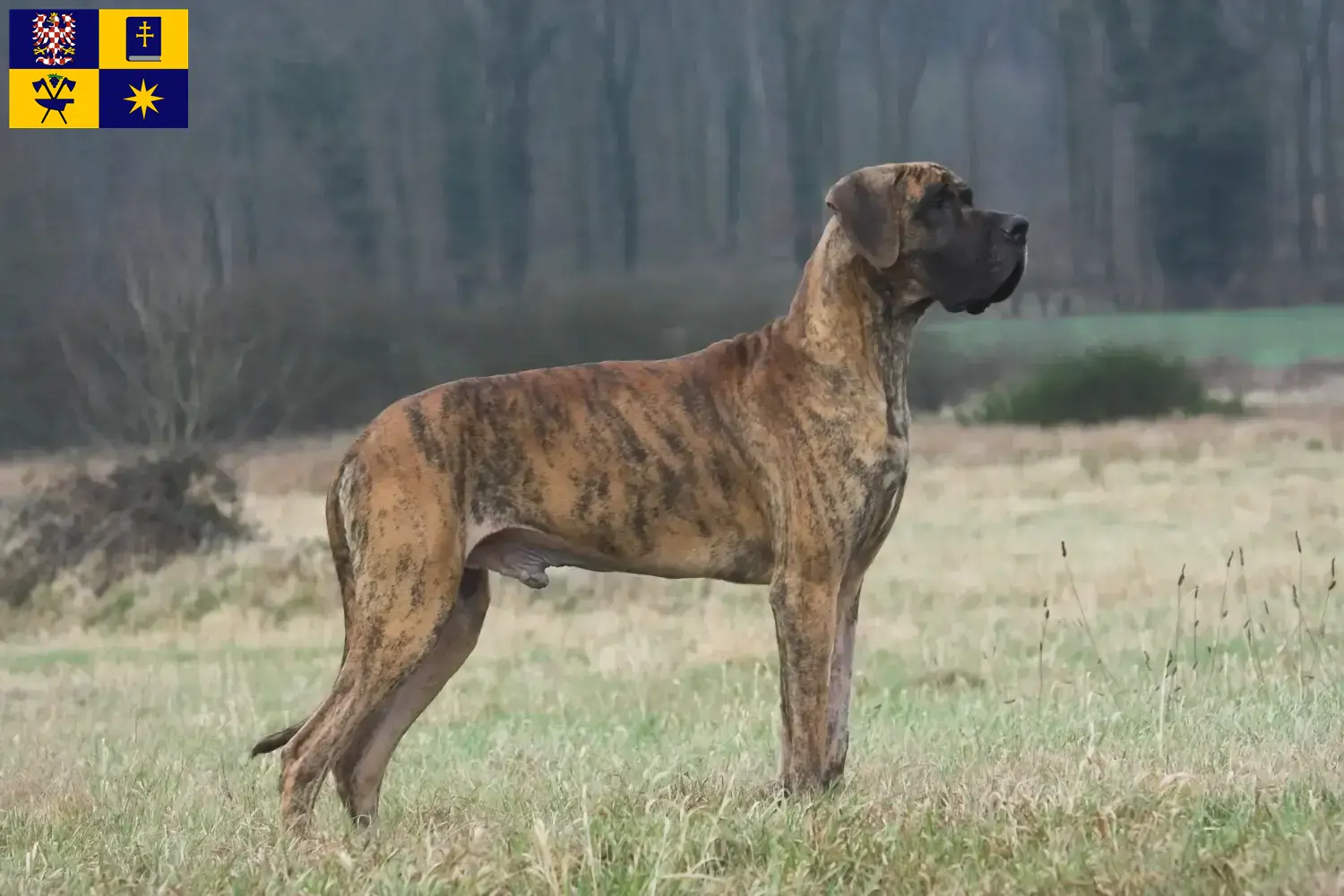Read more about the article Great Dane breeders and puppies in Zlín