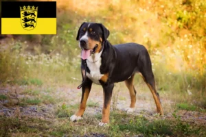 Read more about the article Great Swiss Mountain Dog breeder and puppies in Baden-Württemberg