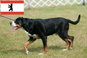 Read more about the article Great Swiss Mountain Dog breeder and puppies in Berlin