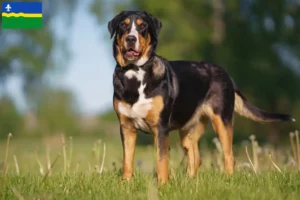 Read more about the article Great Swiss Mountain Dog breeder and puppies in Flevoland