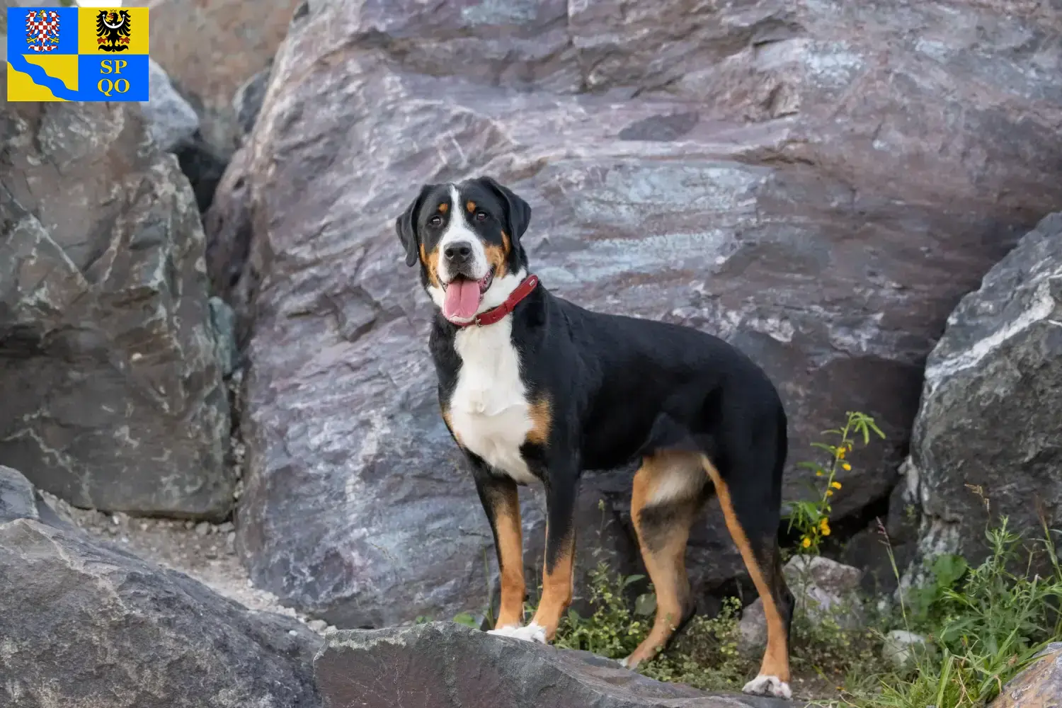 Read more about the article Great Swiss Mountain Dog breeder and puppies in Olomouc