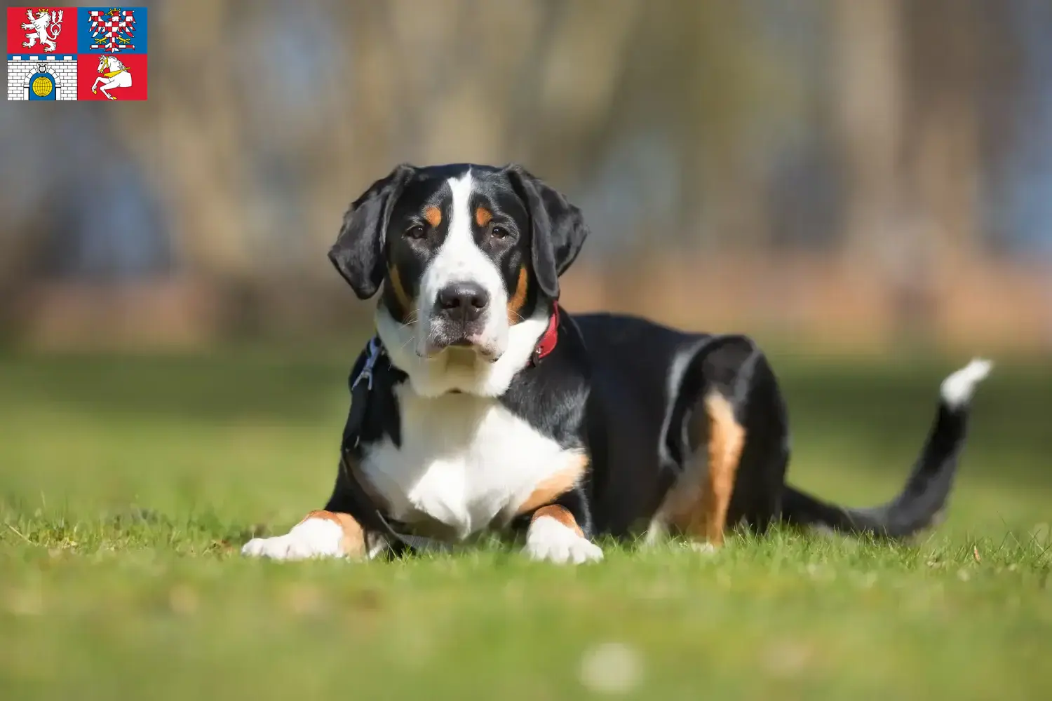Read more about the article Great Swiss Mountain Dog breeder and puppies in Pardubice