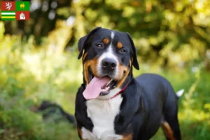 Read more about the article Great Swiss Mountain Dog breeder and puppies in Pilsen