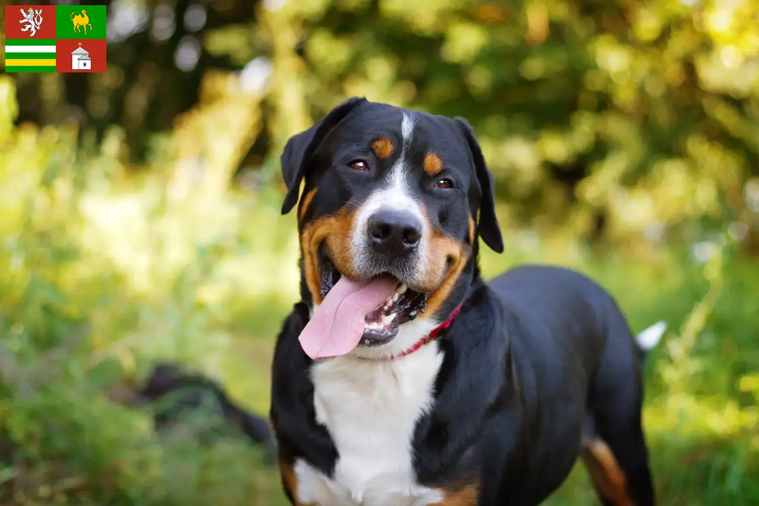 Read more about the article Great Swiss Mountain Dog breeder and puppies in Pilsen