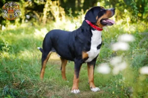 Read more about the article Great Swiss Mountain Dog breeder and puppies in Prague