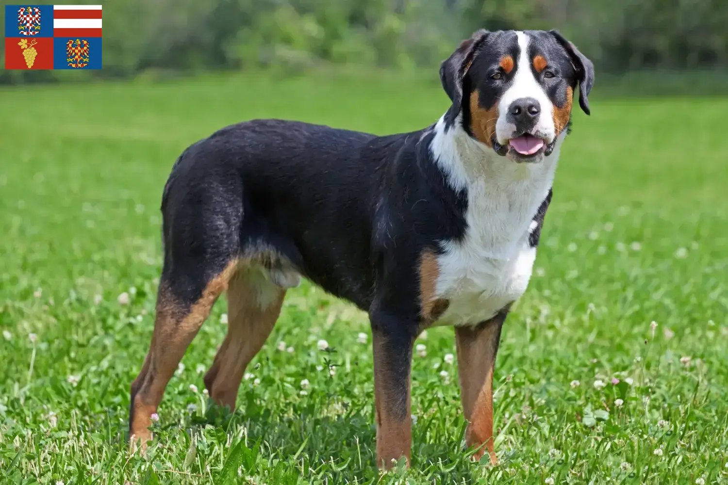 Read more about the article Great Swiss Mountain Dog breeder and puppies in South Moravia