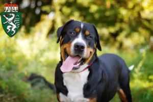 Read more about the article Great Swiss Mountain Dog breeder and puppies in Styria