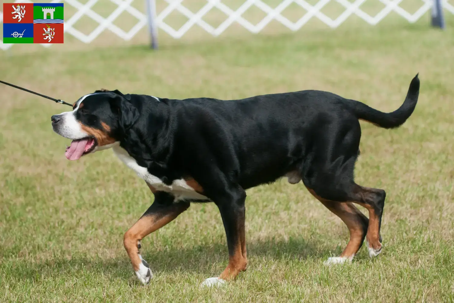 Read more about the article Great Swiss Mountain Dog breeder and puppies in Ústí