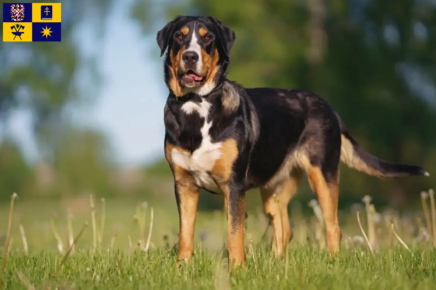 Read more about the article Great Swiss Mountain Dog breeder and puppies in Zlín