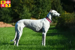 Read more about the article Greyhound breeders and puppies in Auvergne-Rhône-Alpes