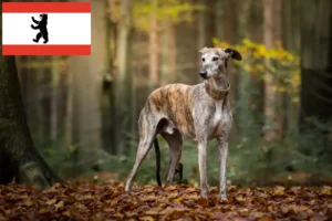 Read more about the article Greyhound breeders and puppies in Berlin