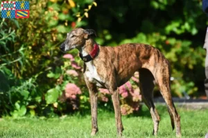 Read more about the article Greyhound breeders and puppies in Bourgogne-Franche-Comté