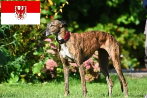 Read more about the article Greyhound breeders and puppies in Brandenburg