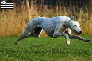 Read more about the article Greyhound breeders and puppies in Brittany