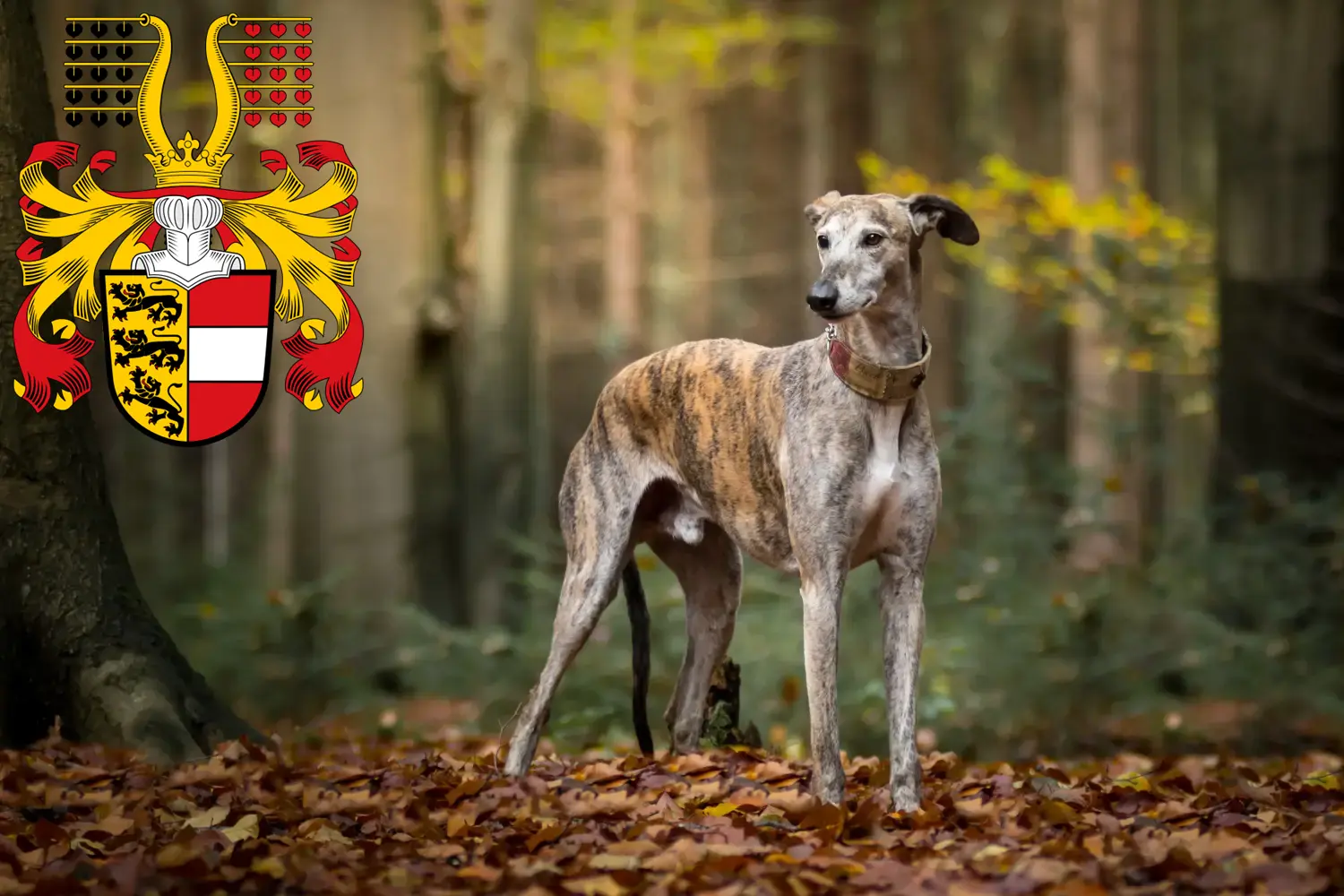 Read more about the article Greyhound breeders and puppies in Carinthia