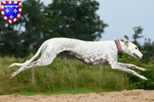 Read more about the article Greyhound breeders and puppies in Centre-Val de Loire