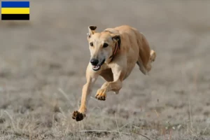 Read more about the article Greyhound breeders and puppies in Gelderland