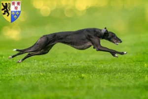 Read more about the article Greyhound breeders and puppies in Hauts-de-France