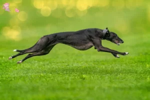 Read more about the article Greyhound breeders and puppies in Hovedstaden