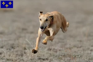 Read more about the article Greyhound breeders and puppies in Île-de-France