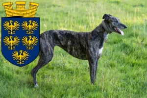 Read more about the article Greyhound breeders and puppies in Lower Austria