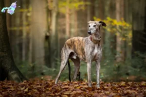 Read more about the article Greyhound breeders and puppies in Nordjylland