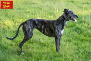 Read more about the article Greyhound breeders and puppies in Normandy