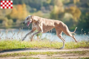 Read more about the article Greyhound breeders and puppies in North Brabant