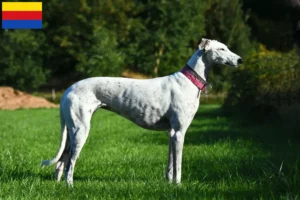 Read more about the article Greyhound breeders and puppies in North Holland