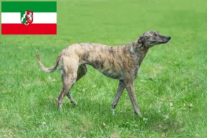 Read more about the article Greyhound breeders and puppies in North Rhine-Westphalia