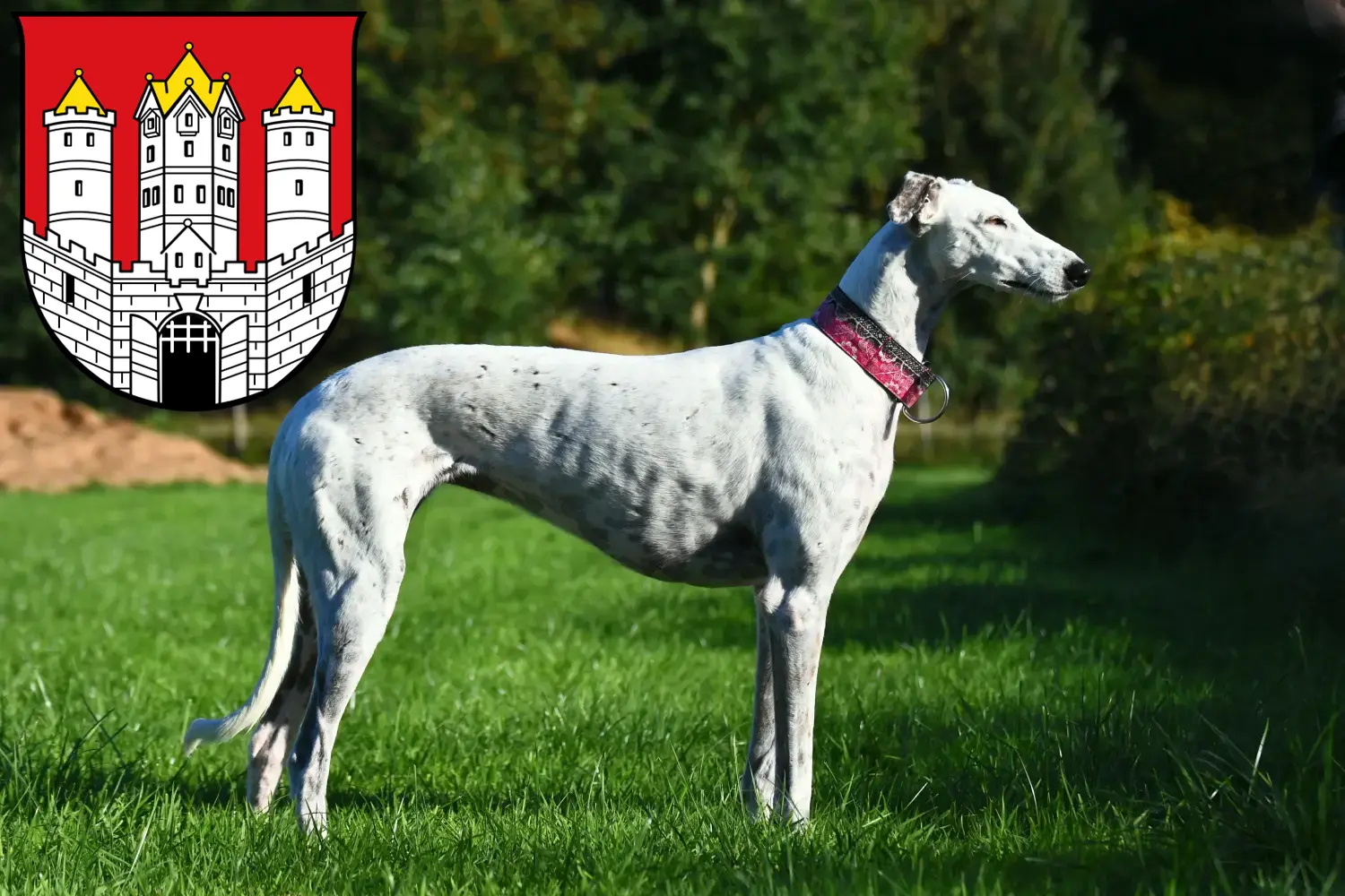 Read more about the article Greyhound breeders and puppies in Salzburg