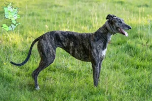 Read more about the article Greyhound breeders and puppies in Sjælland